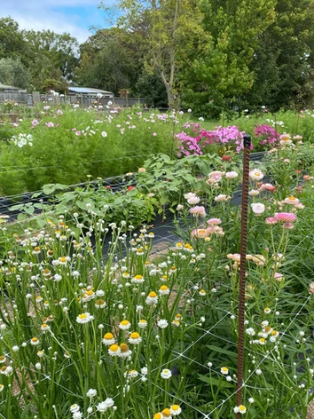 Picking at Moon River Flower Farm