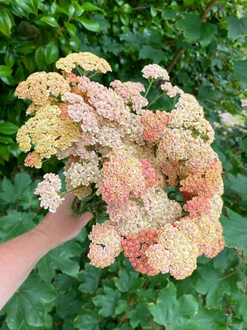 Picking at Moon River Flower Farm