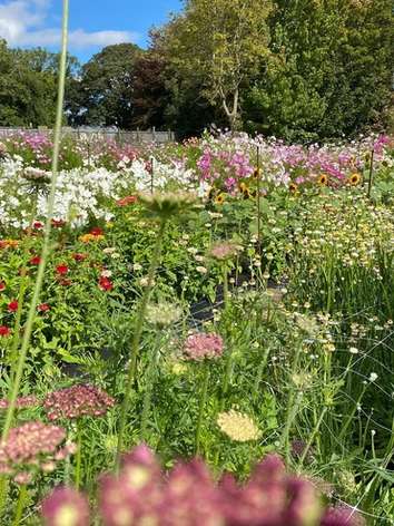 Picking at Moon River Flower Farm