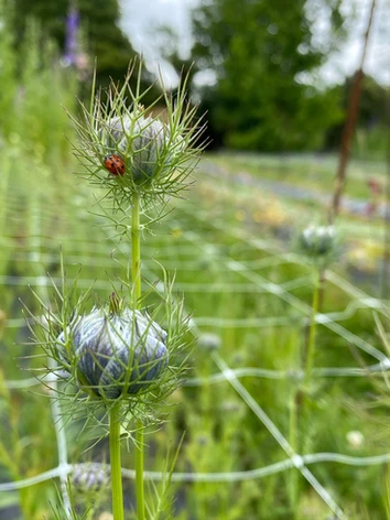 Picking at Moon River Flower Farm