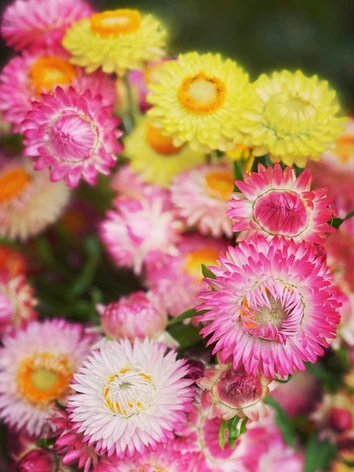 Picking at Moon River Flower Farm