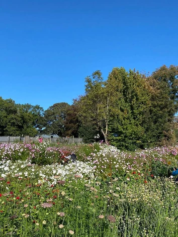 Picking at Moon River Flower Farm