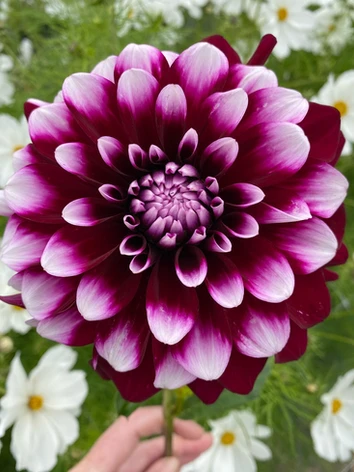 Picking at Moon River Flower Farm